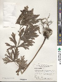 Aconitum japonicum image