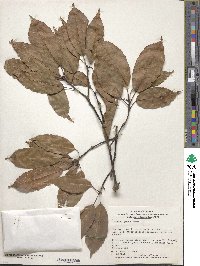 Quercus glauca image