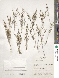 Salicornia europaea image