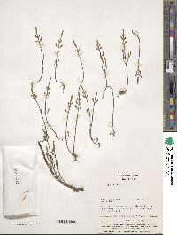 Salicornia europaea image