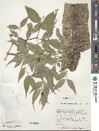 Buckleya lanceolata image