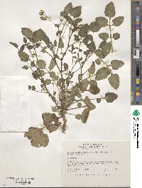 Solanum cardiophyllum image