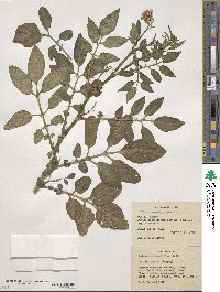 Solanum cardiophyllum image