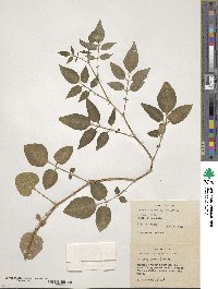 Solanum cardiophyllum image