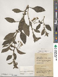 Solanum bulbocastanum image