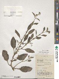 Solanum bulbocastanum image