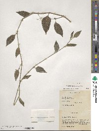 Solanum bulbocastanum image