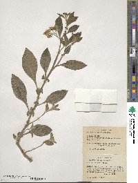 Solanum bulbocastanum image