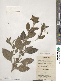 Solanum bulbocastanum image