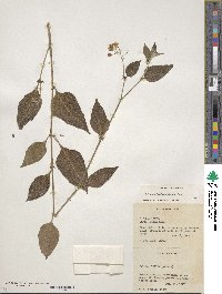 Solanum bulbocastanum image