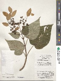 Hydrangea macrosepala image