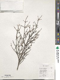 Tsuga chinensis image