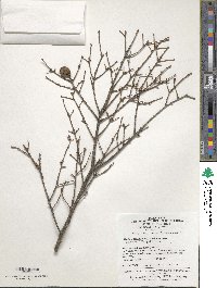 Tsuga chinensis var. chinensis image