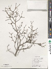 Tsuga chinensis image