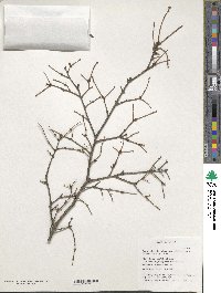 Tsuga chinensis image