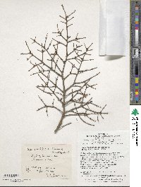 Tsuga chinensis image