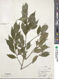 Camellia cuspidata image