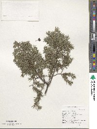 Juniperus formosana image