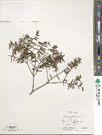 Taxus wallichiana var. chinensis image