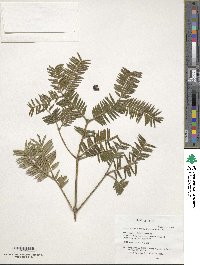 Cephalotaxus sinensis image