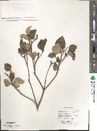 Rhododendron mariae image