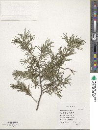 Juniperus formosana image