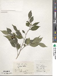 Image of Camellia fraterna