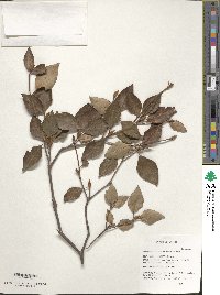 Rhododendron mariae image