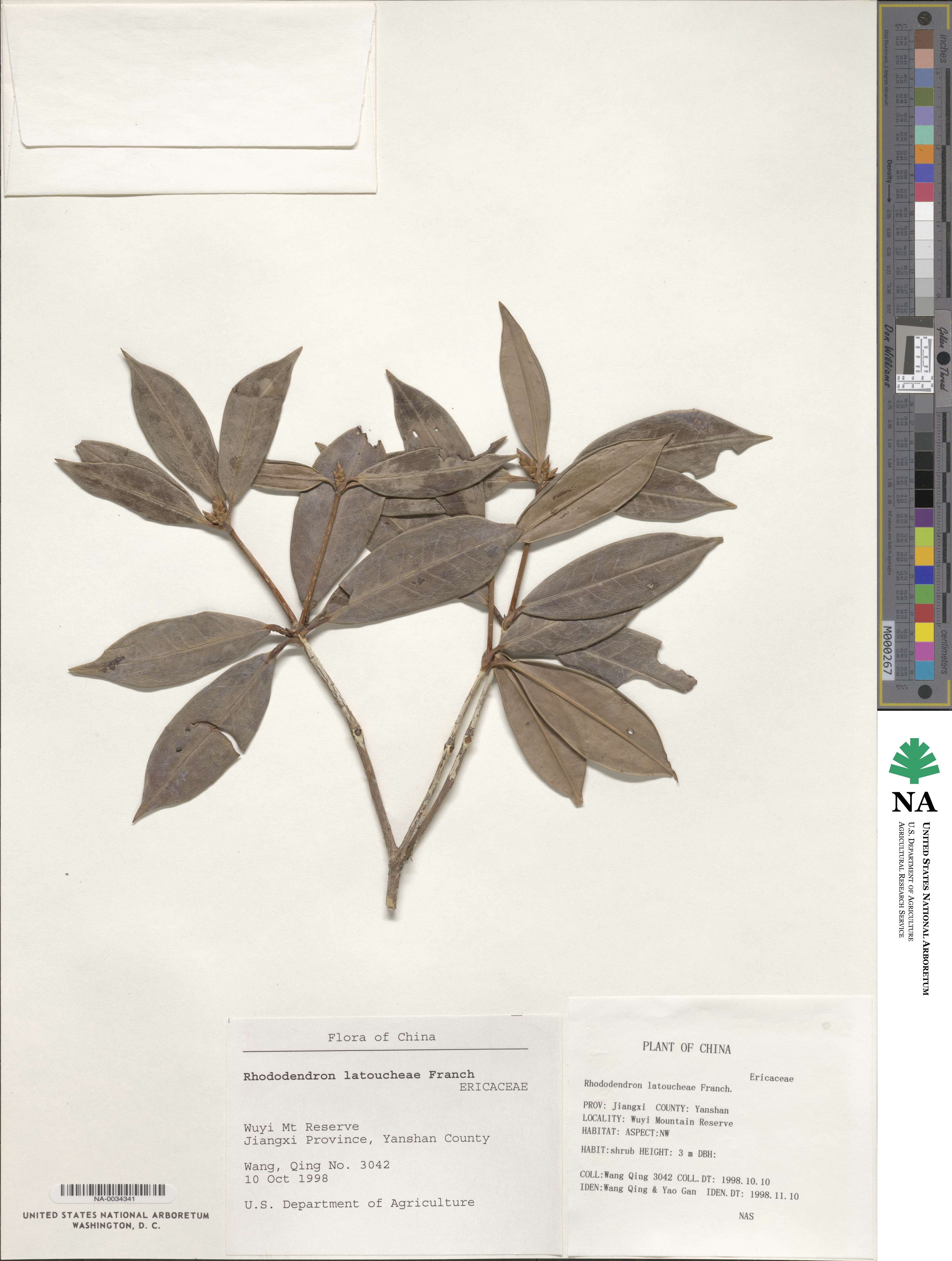 Rhododendron latoucheae image