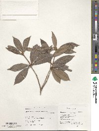 Rhododendron latoucheae image