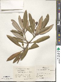 Rhododendron simiarum image