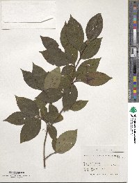 Stewartia sinensis image