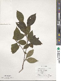 Stewartia sinensis image