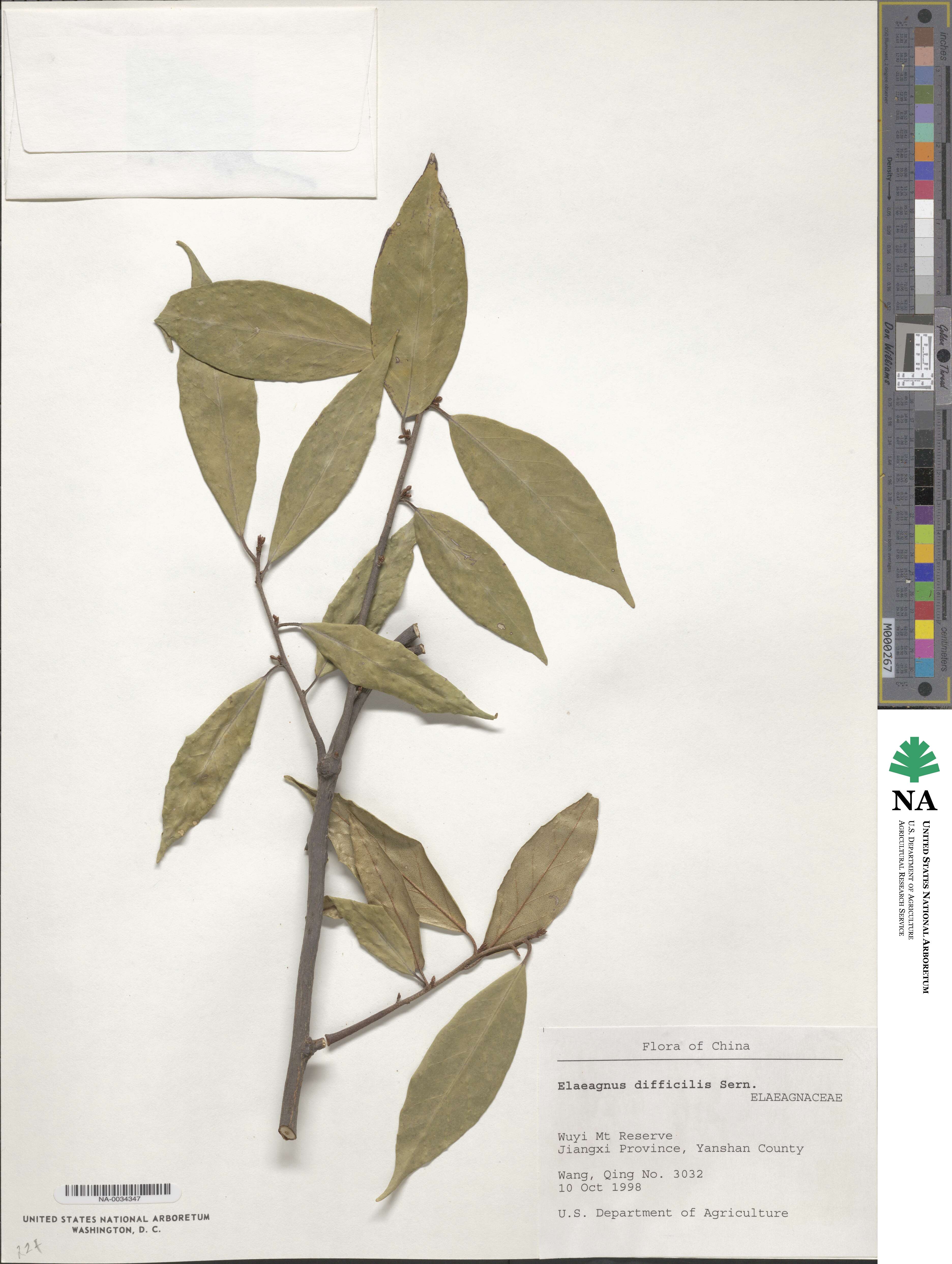 Elaeagnus difficilis image