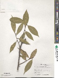 Image of Elaeagnus difficilis