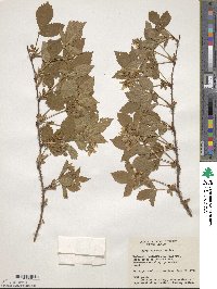 Rubus burnhamii image