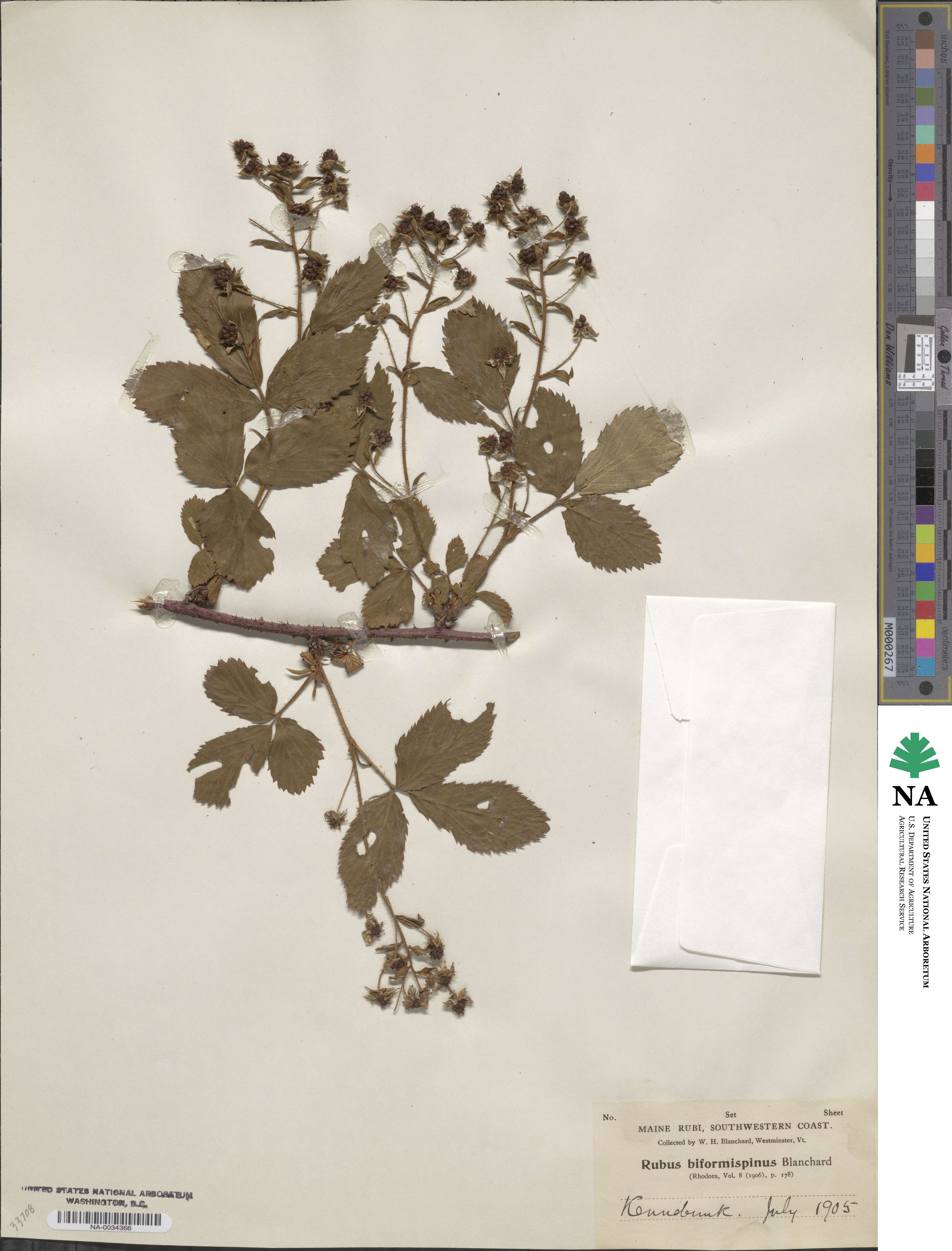 Rubus biformispinus image