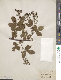 Rubus biformispinus image