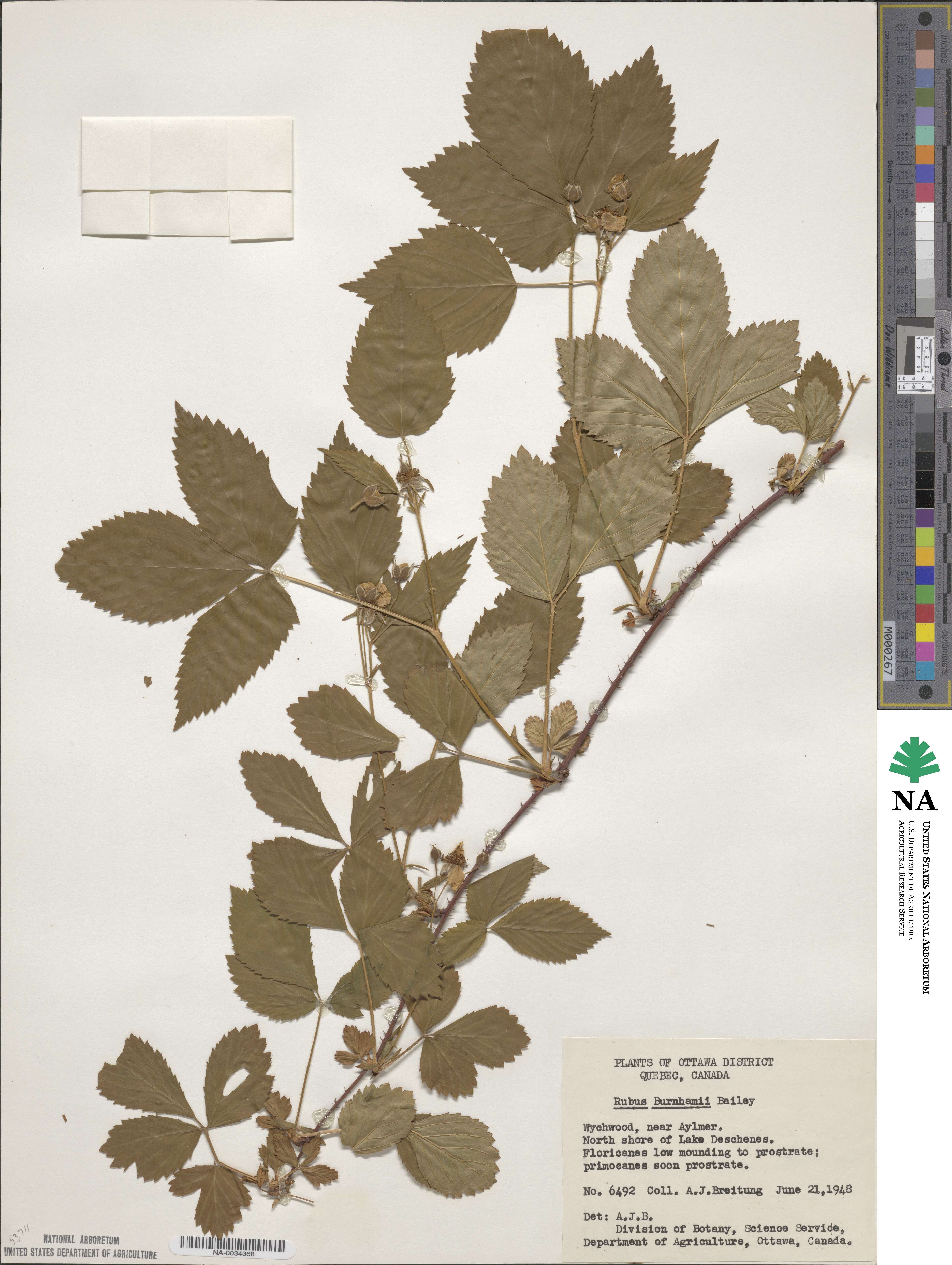 Rubus burnhamii image