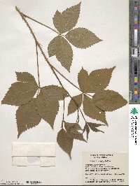 Rubus burnhamii image