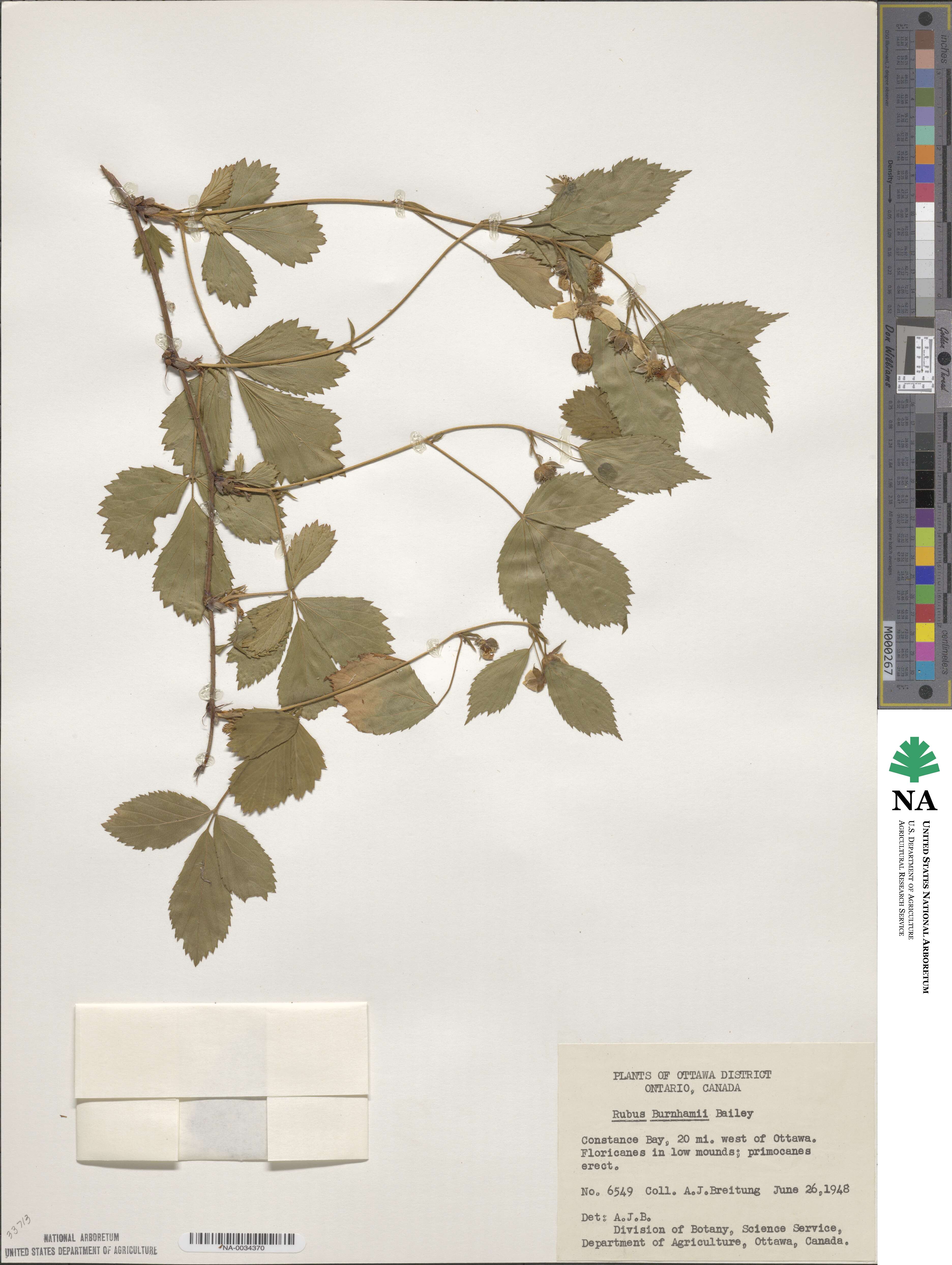 Rubus burnhamii image