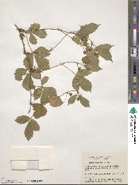 Rubus burnhamii image