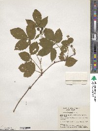 Rubus burnhamii image