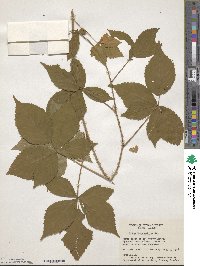 Rubus burnhamii image