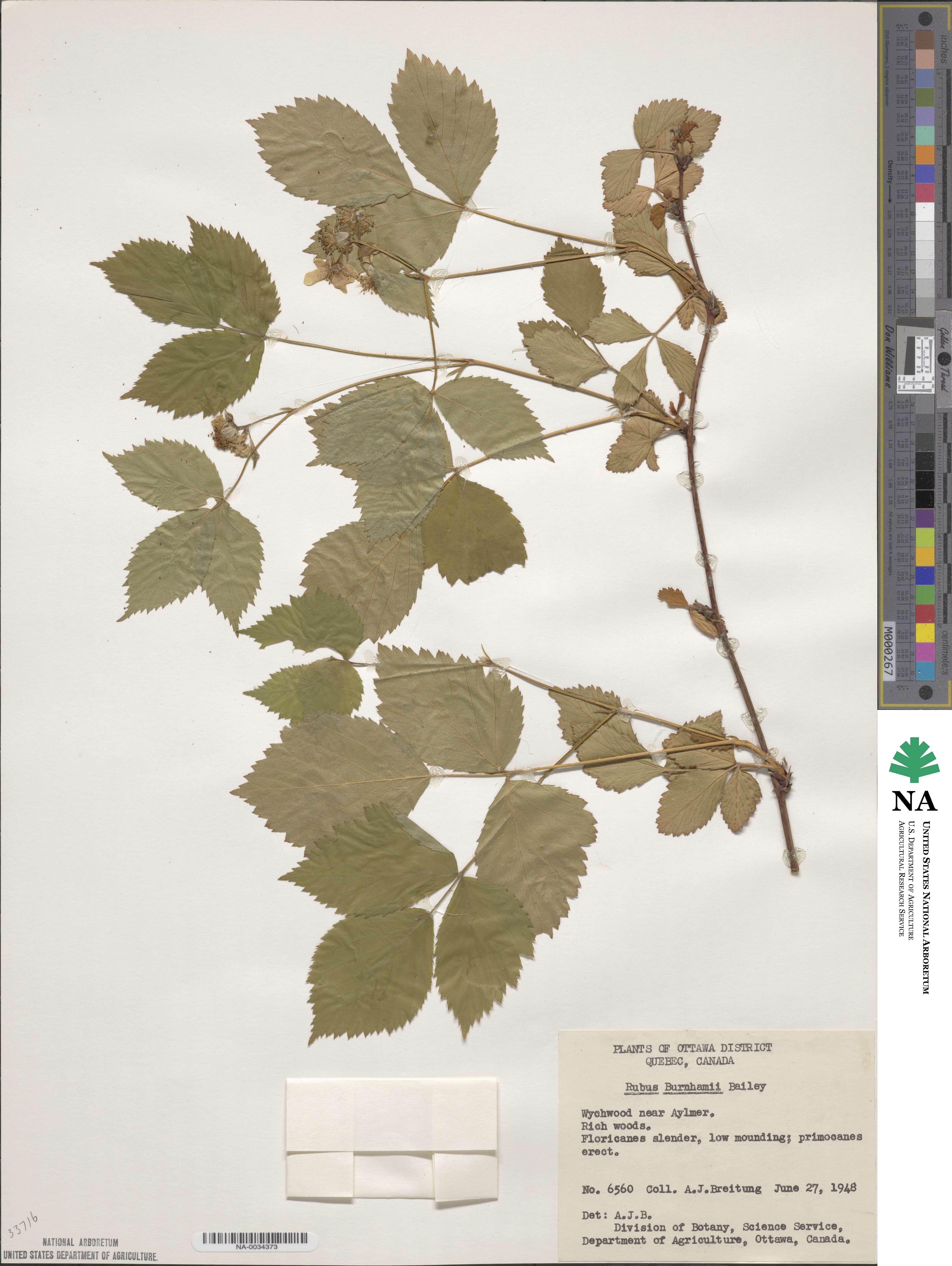 Rubus burnhamii image