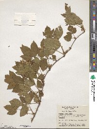 Rubus burnhamii image