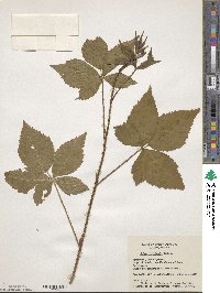 Rubus burnhamii image