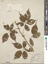 Rubus canadensis image