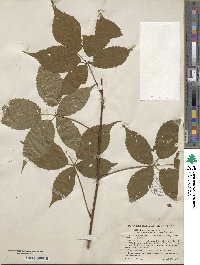 Rubus canadensis image