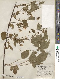 Rubus canadensis image